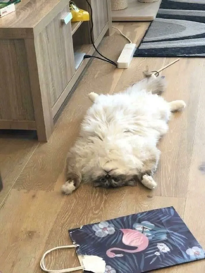 Se me derramó el gato