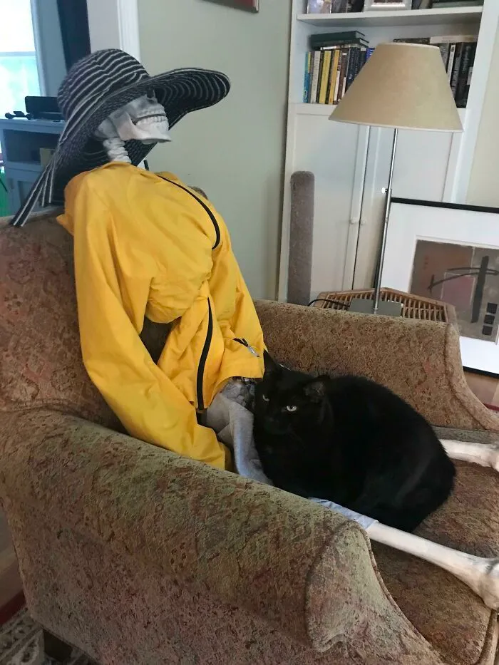 My Daughter Bought A Life Sized Skeleton. Our Cat Loves It