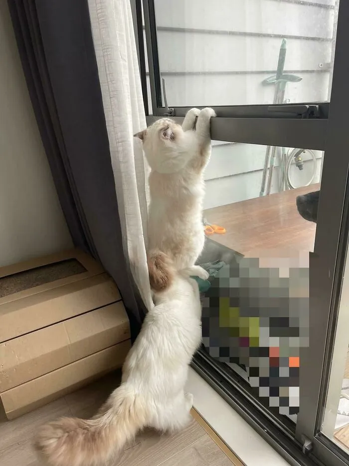 My Indoor Kitties Are Trying To Prison Break