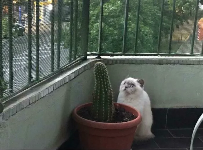 ¿Por qué mira fijo a un cactus?