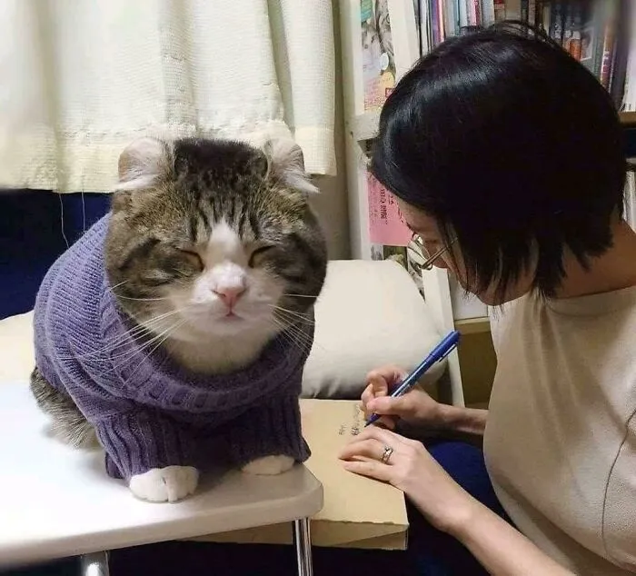 A Comfy Chonk