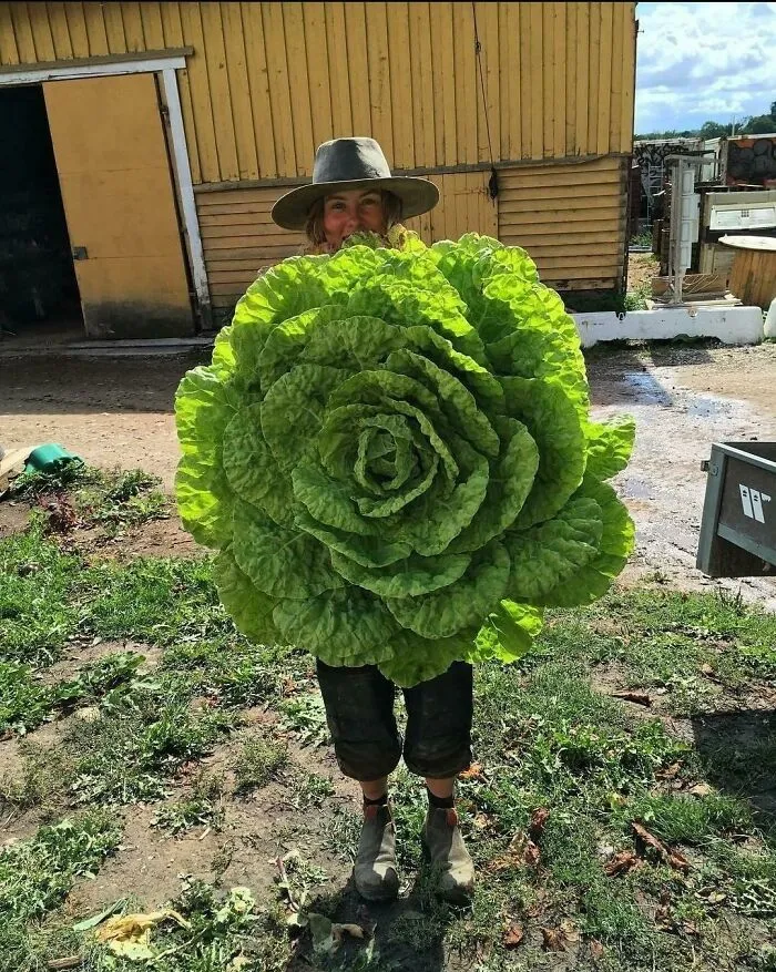 Behemoth Butter Cabbage Grown In Hedensted, Denmark