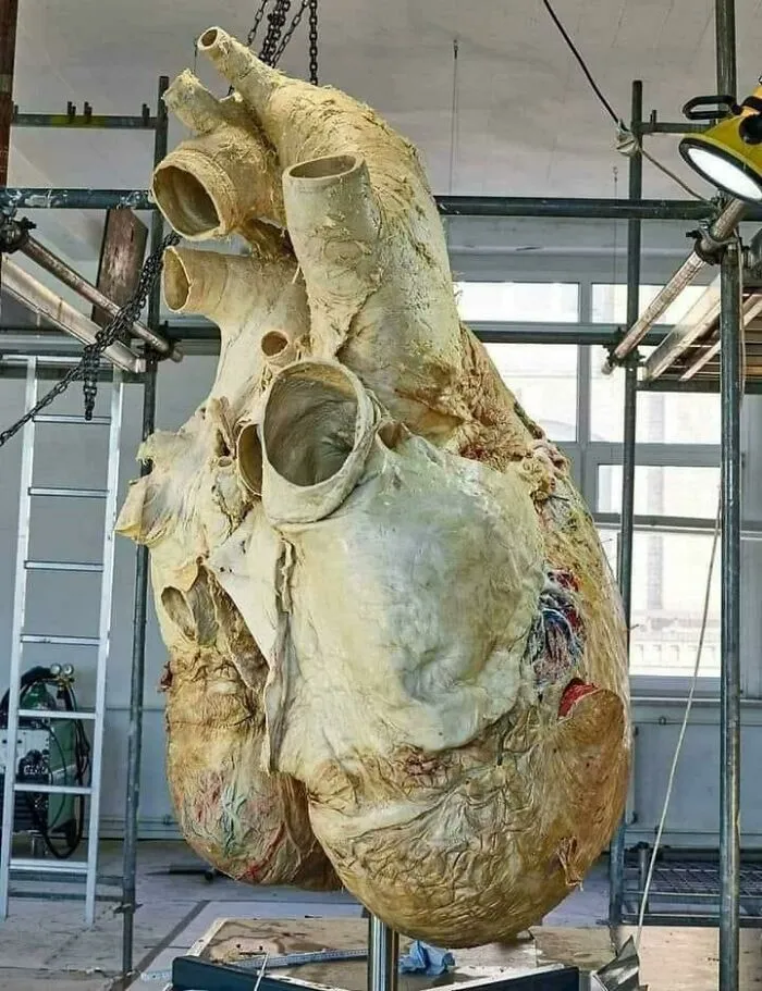 Este corazón de ballena azul