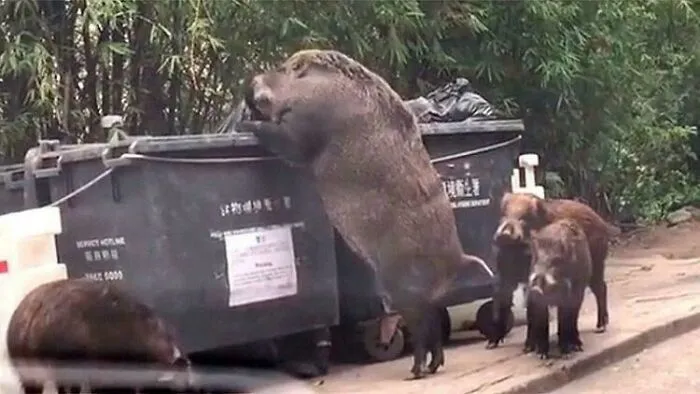 Mobile Waste Disposal Unit