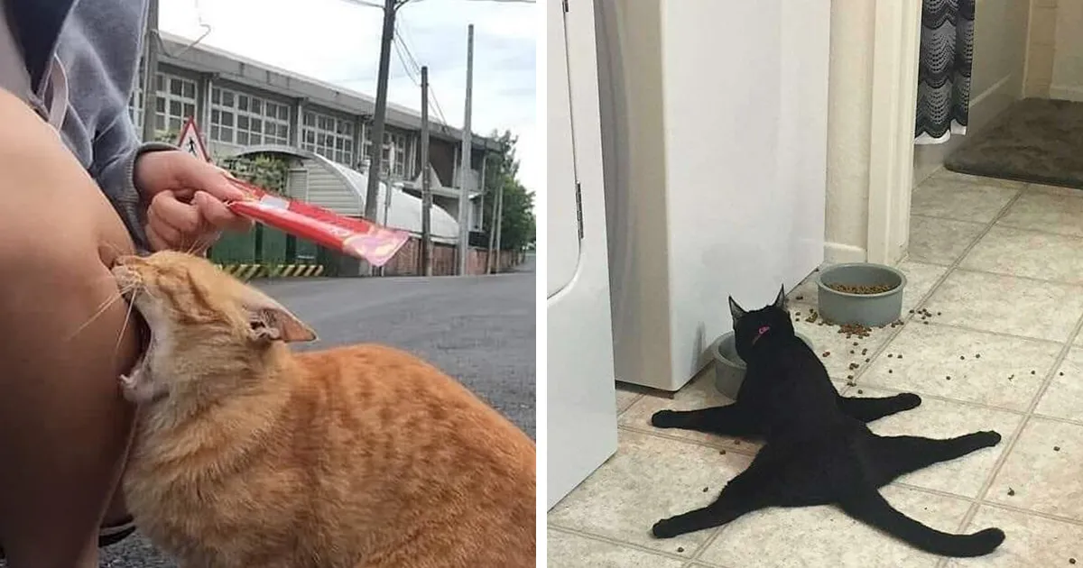 “Gato.exe ha dejado de funcionar”: esta cuenta de Instagram recopila divertidas imágenes de gatos rotos