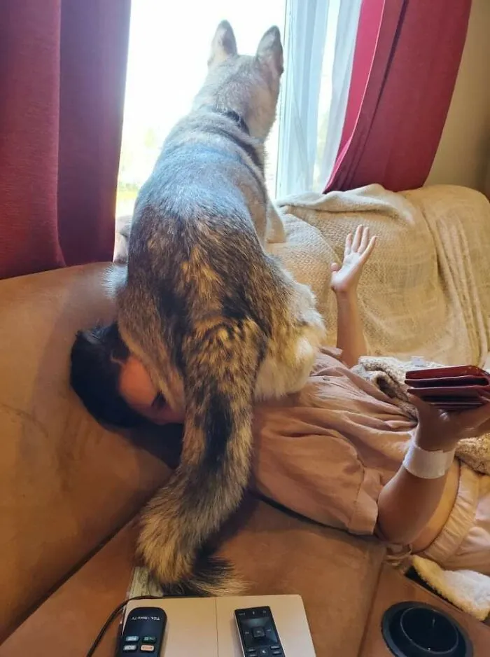 My Dog Thinks I'm A Chair Sometimes. Oh Well