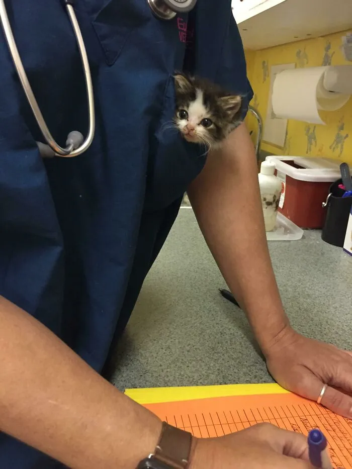 Working At A Vet Clinic Has Its Perks - Like This Pocket Full Of Cuteness