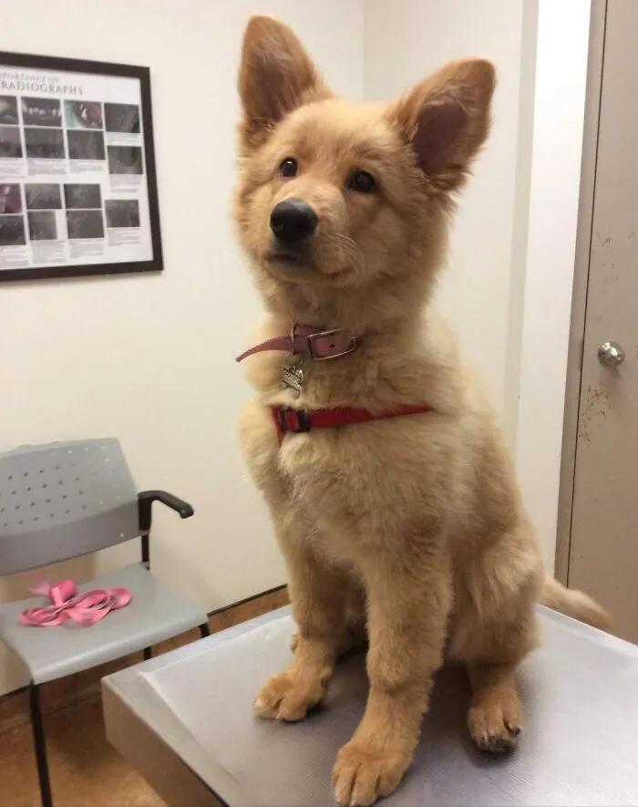 German Shepherd With Golden Retriever Mix. Cuteness Overload