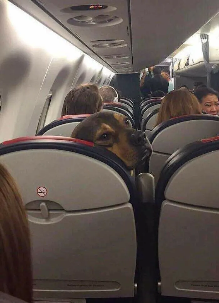 Oye, ¿puedes dejar de darle pataditas a mi asiento?