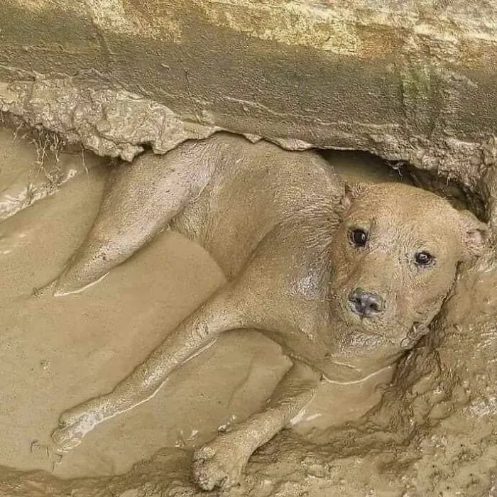 Muddy Buddy