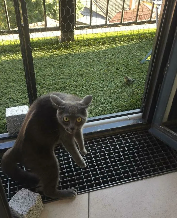 Un pájaro se posó hoy en nuestro balcón...