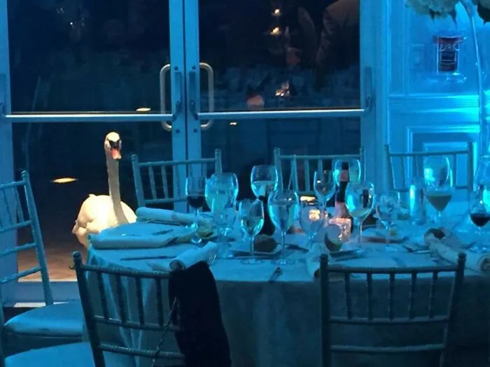 My Buddy Went To A Wedding Last Weekend And This Swan Wouldn't Stop Staring At Him Through The Door