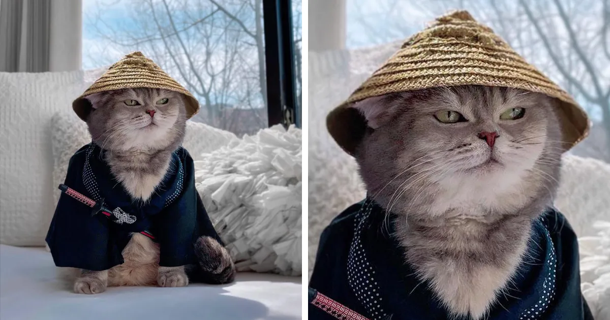 Este gato abandonado encontró un nuevo hogar y causa furor en Instagram con sus lindos atuendos