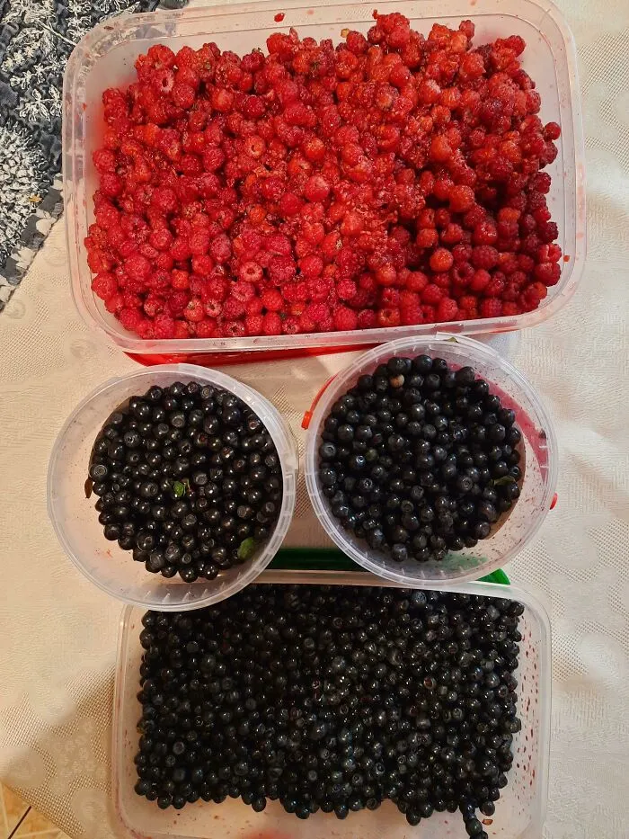 A mi marido le encanta la mermelada de bayas, pero las bayas son bastante caras este año, así que decidí buscarlas en lugar de comprarlas, y recogí más de 4 kg de ellas