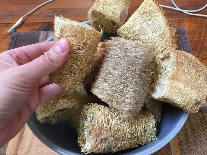 You Can Grow Loofahs (They Are In The Cucumber Family), Dry Them And Use Them To Wash Dishes. 5 Plants Make Enough For About 2 Years In Our House. Fully Biodegradable When They're Worn Out