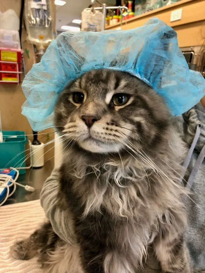 My Baby Huxley Is Going Into Surgery Right Now, The Vet Techs Sent Me This