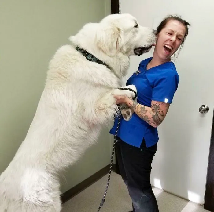 Bone Went To The Vet And Passed All His Yearly Checkups