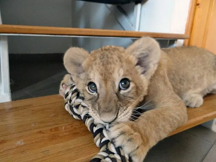 My Mom's A Vet And Today My Wife And I Got The Chance To Play With This Little Girl