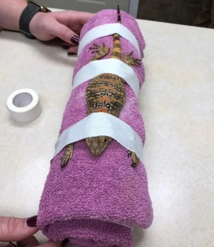 Damascus Was A Bad Man At The Vet And Was Very Bitey So He Got Put In The Lizard Straight Jacket For His X-Rays