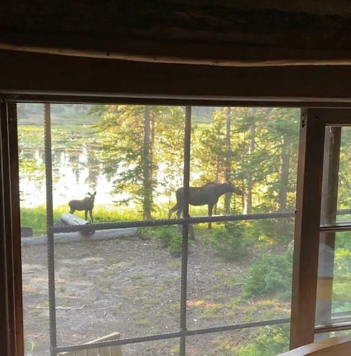 La vista de mi ventana a las 6 am esta mañana en mi cabaña construida en 1922. La vida es buena