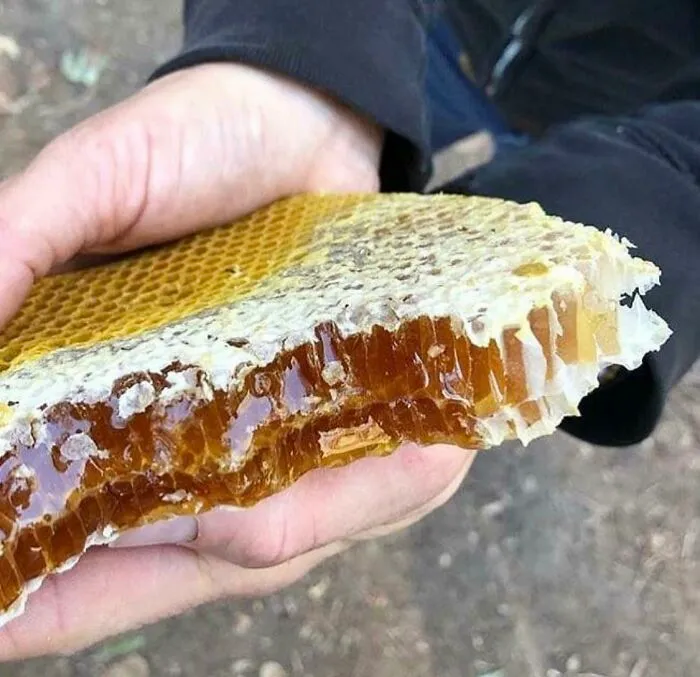 This Honeycomb