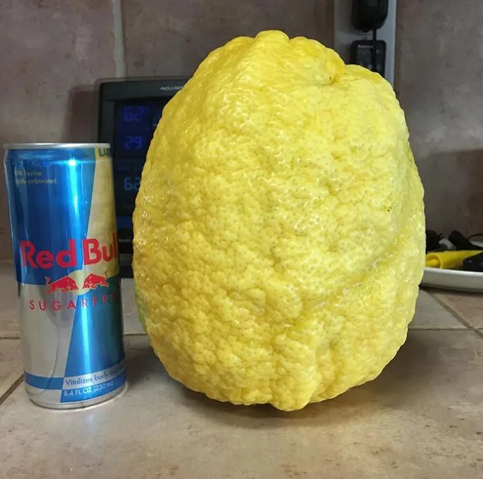 Giant Lemon Off Our Tree
