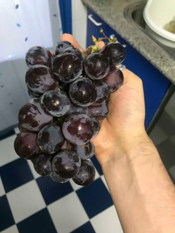 Grapes My Dad Grows That Look Like Plums