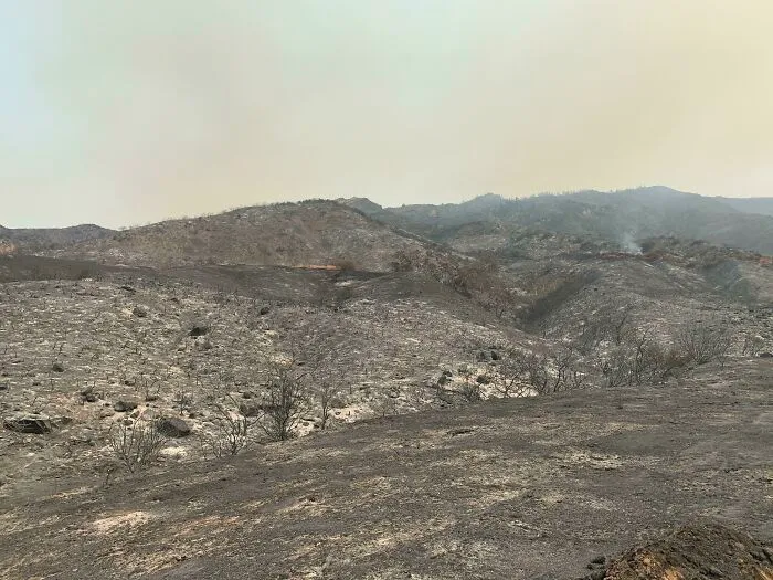 Burnt landscape after wildfire, showing nature damage that made people go well that sucks moment.