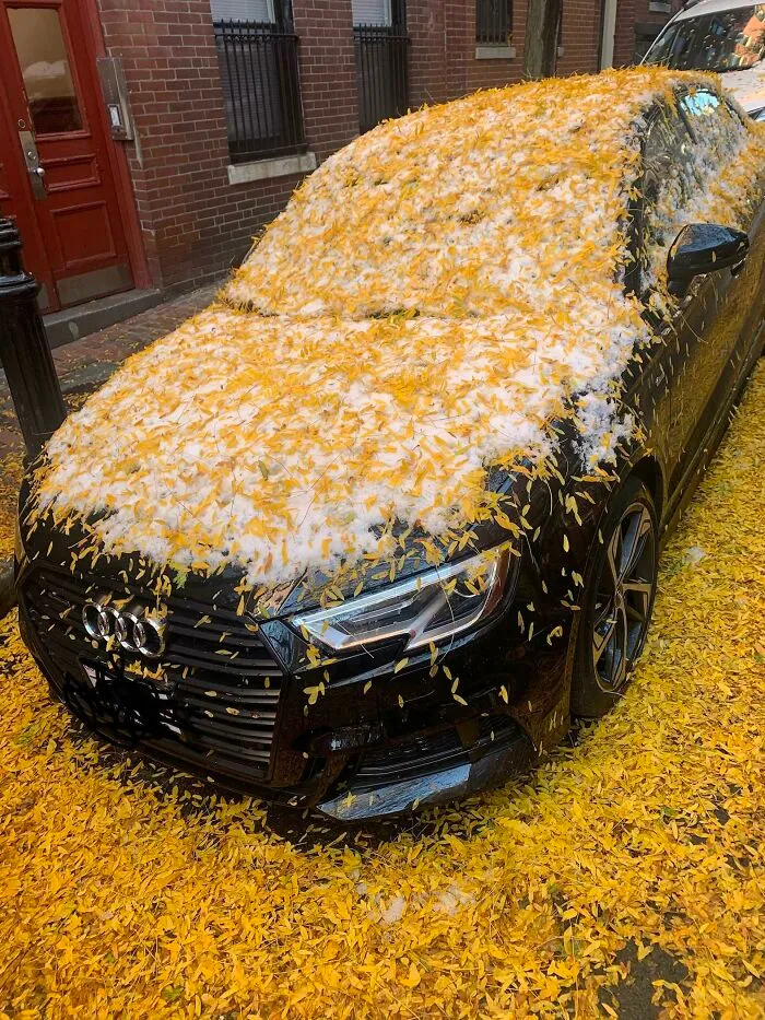 Cuando nieva antes de que caigan las hojas