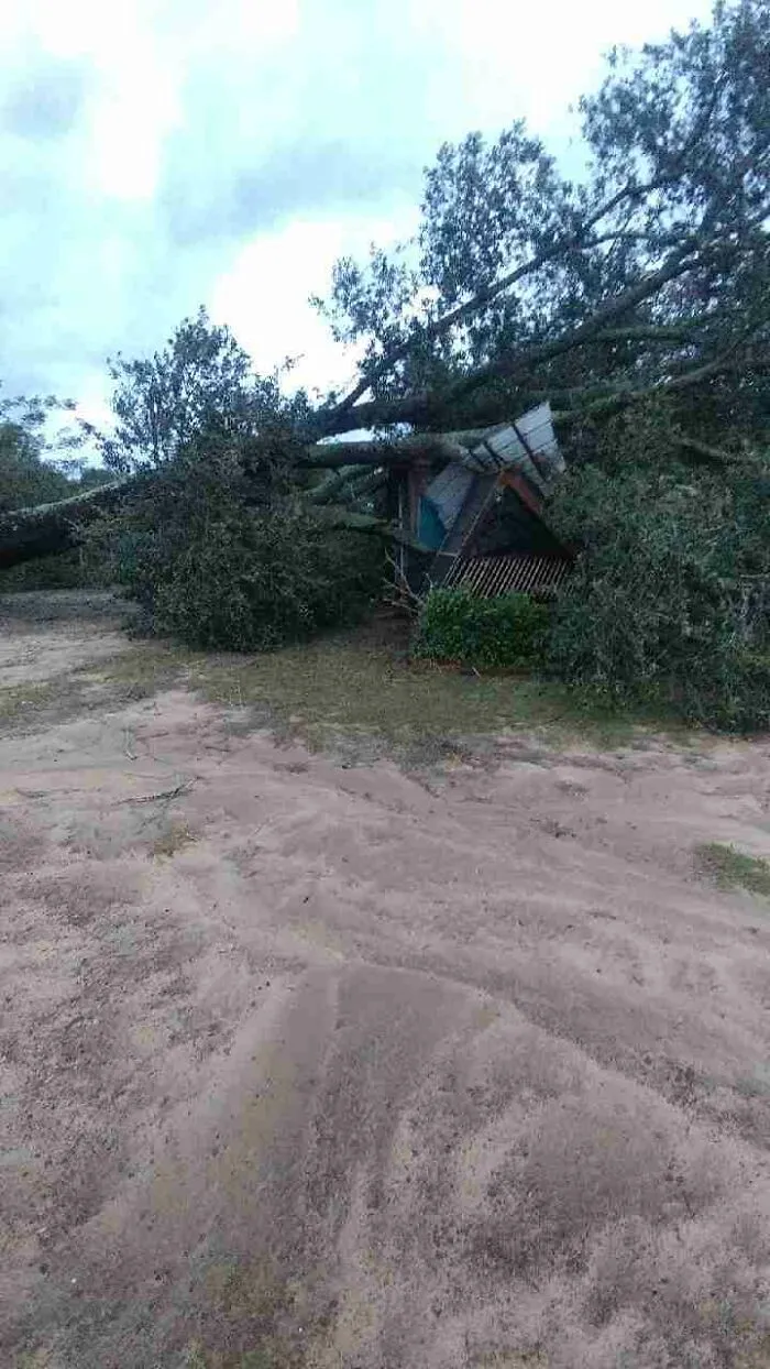 Large fallen tree crushing small house outdoors, nature causing damage and making people go well that sucks moment.