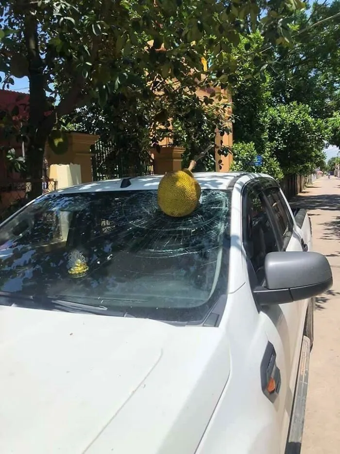 Large fruit smashed on a white truck windshield, showing a surprising nature fail causing damage on a sunny street.