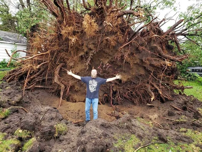 Man standing with arms outstretched in front of massive uprooted tree showing nature mishap causing damage.