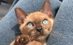 50 Cats Acting So Cute, People Just Had To Stop And Snap A Picture