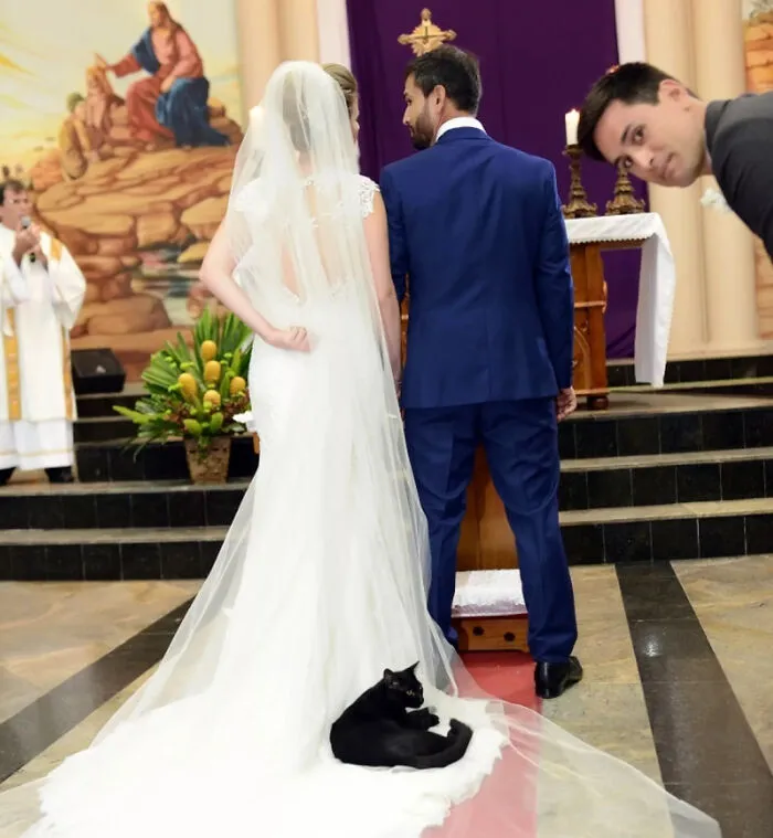 Este gatito, que a menudo merodea por la iglesia, se coló en la boda y decidió acostarse sobre el vestido de la novia durante la ceremonia 