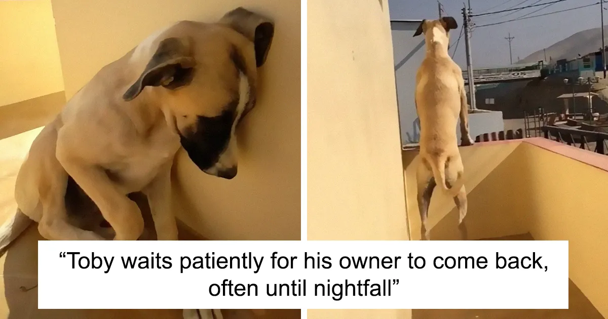 Dog With Separation Anxiety Patiently Waits For His Owner All Day, Often Until Nightfall