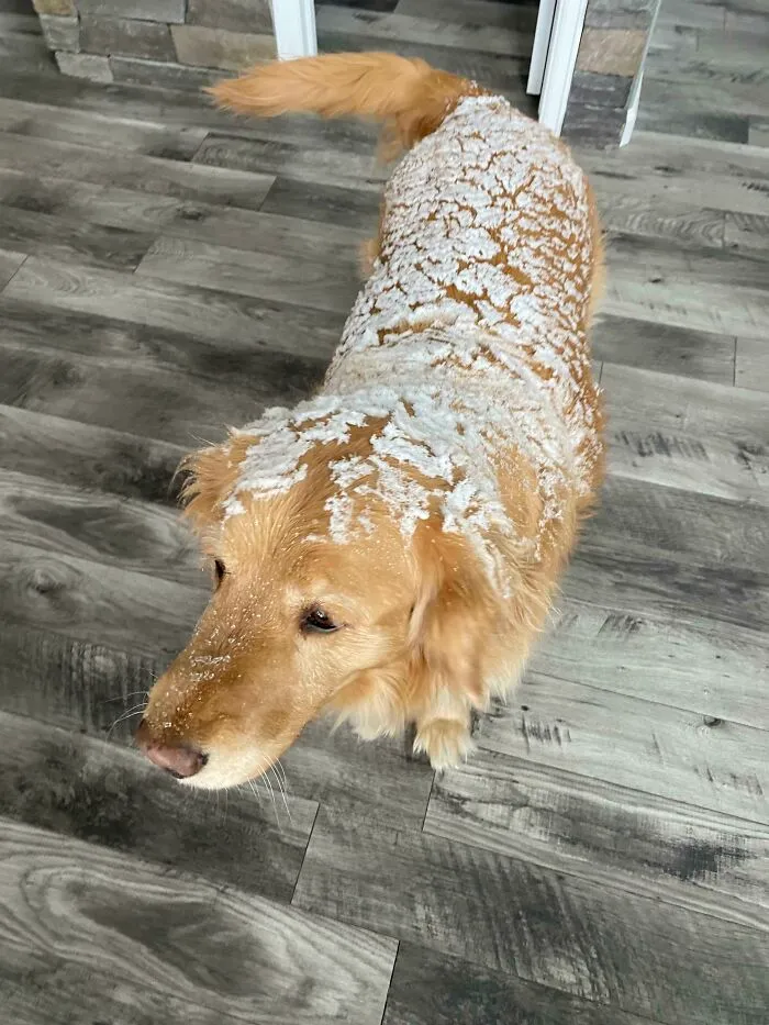 Forbidden Ciabatta