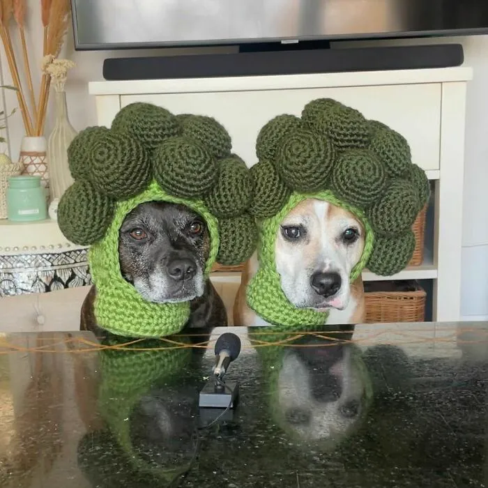 Hice a mis perros sombreros de brócoli
