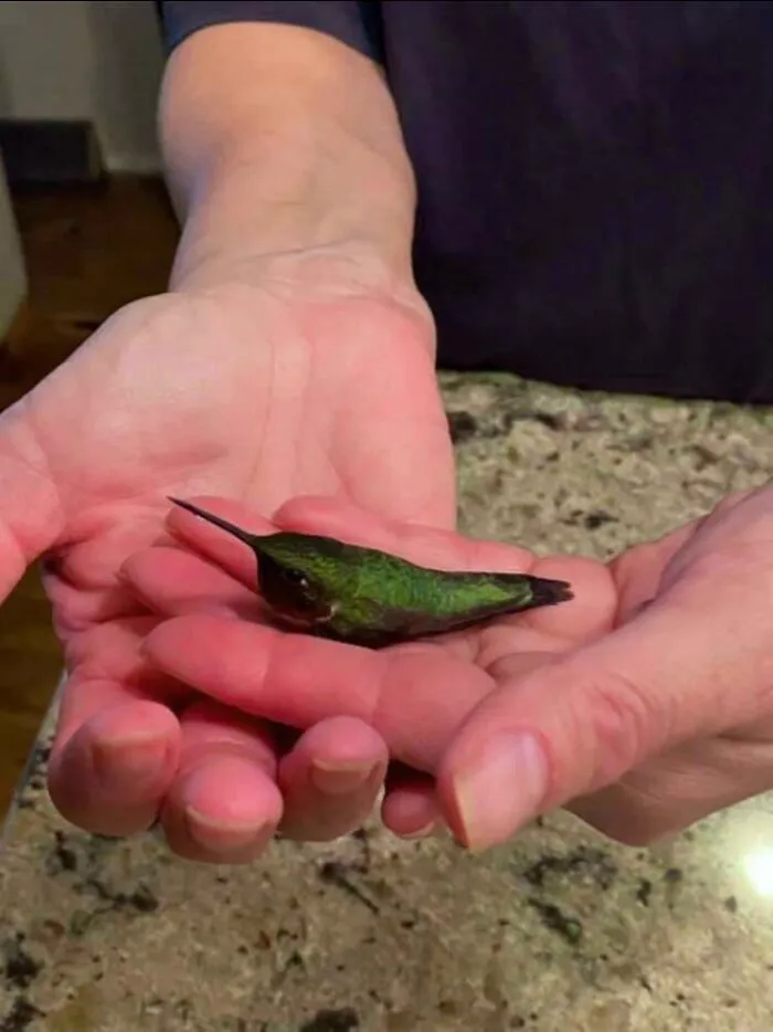 A Hummingbird Which Looks Like A Jalapeño