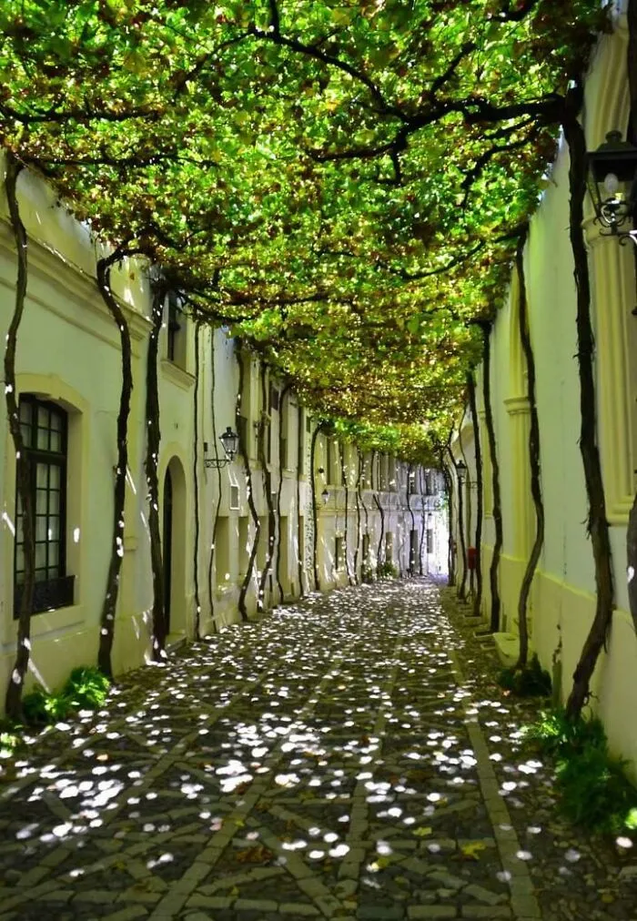 Harnessing Nature To Shade A Walkway