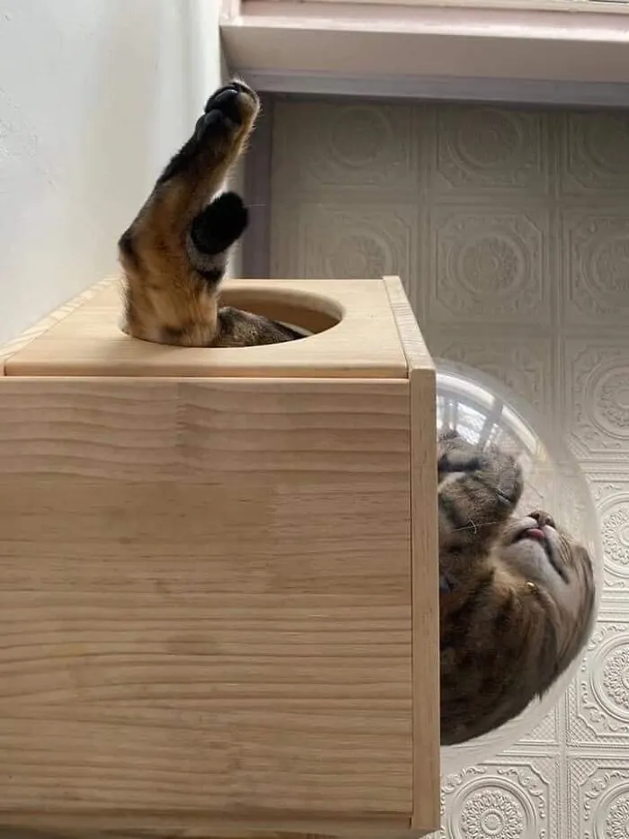 La forma en la que duerme mi gato