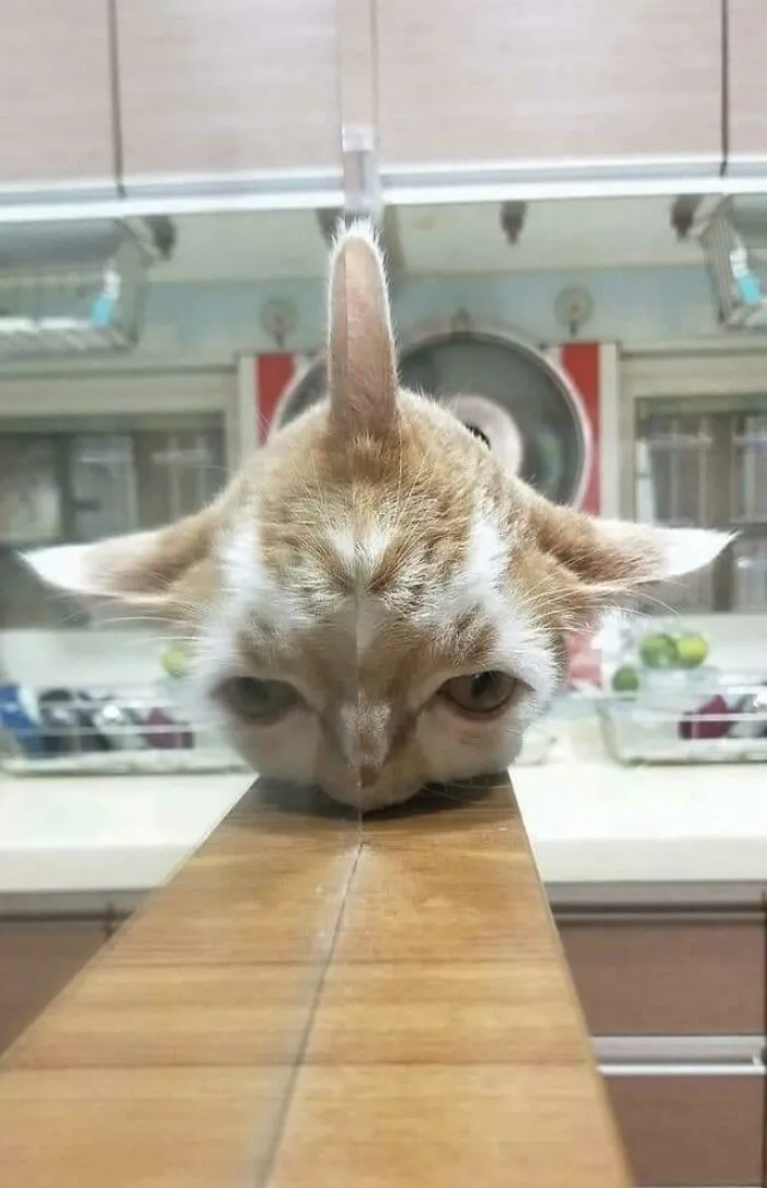 Gato borroso