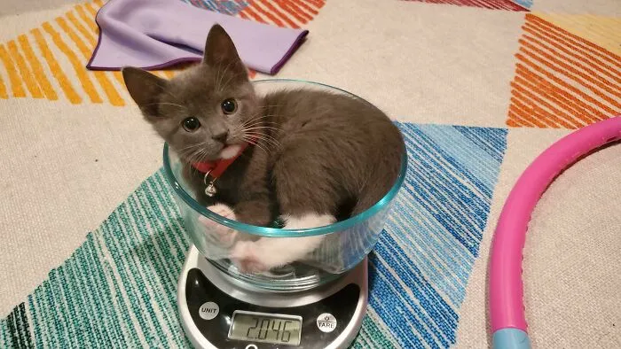 ¡Por fin ha superado los dos kilos! Ahora puedo darla en adopción...