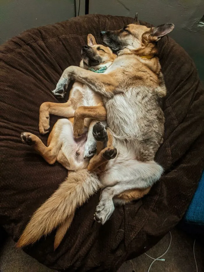First Night, Xena Fell In Love With Her Smaller Adopted Brother Watson