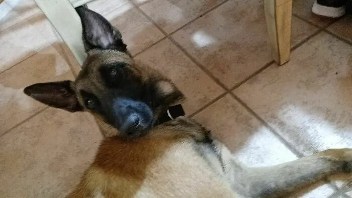 A Few Days Ago Daisy Showed Up At Our Door Carrying A Daisy Sour Cream Container And Was Hungry, Dirty, And Scared. We Couldnt Find Any Lost Dog Notices And She Wasn't Chipped So We Adopted Her. She Is Very Sweet And A New Addition To The Family