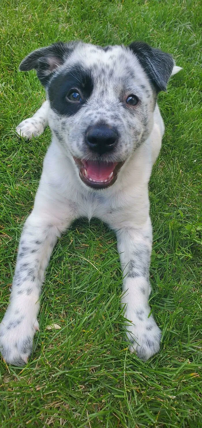 We Adopted Indiana Bones Today. Indy!