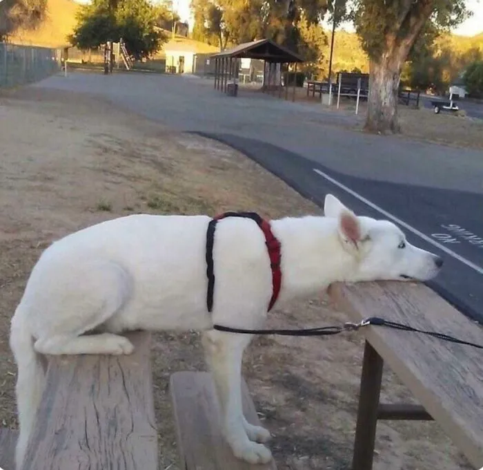 This Dog Is Sitting, Standing And Laying At The Same Time