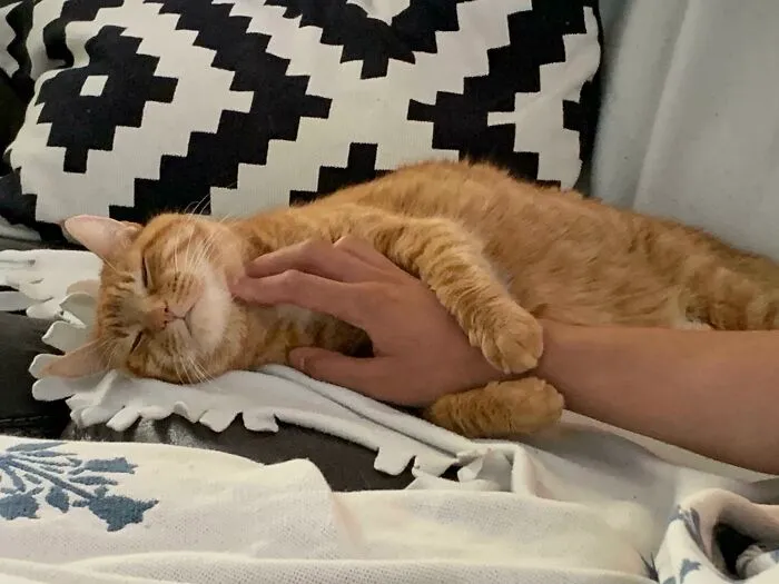We Adopted Booley. He Will Be 13 Years Old Soon