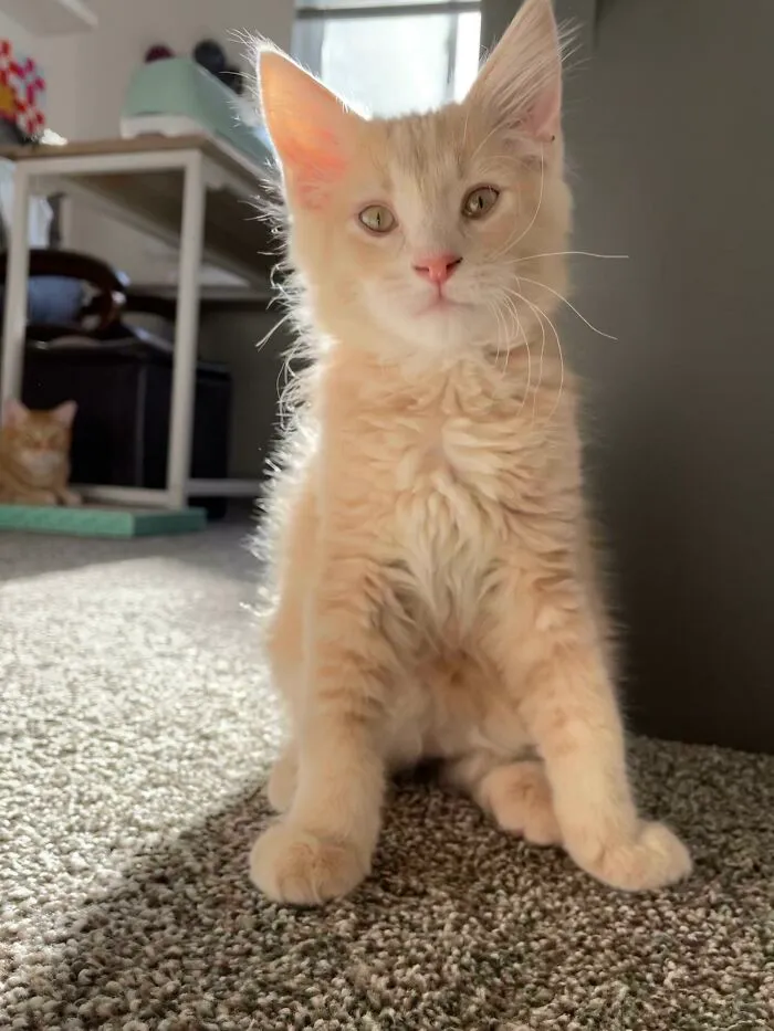 Adopted This Little Fella From A Local Shelter Last Week. We Love Him So Much!