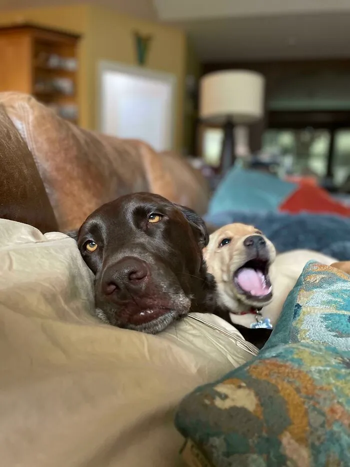 We’ve Only Had Our Puppy For Two Weeks, But Our Chocolate Lab Is Already Worn Out..