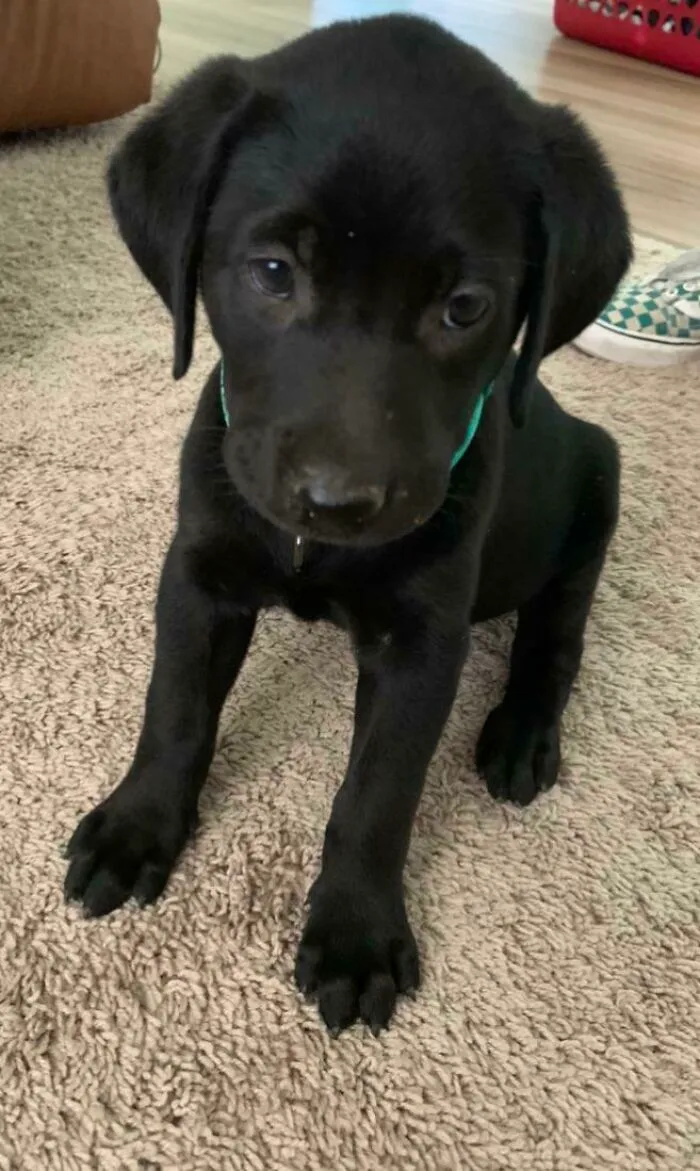 Just Adopted This Little Cutie, Pepper